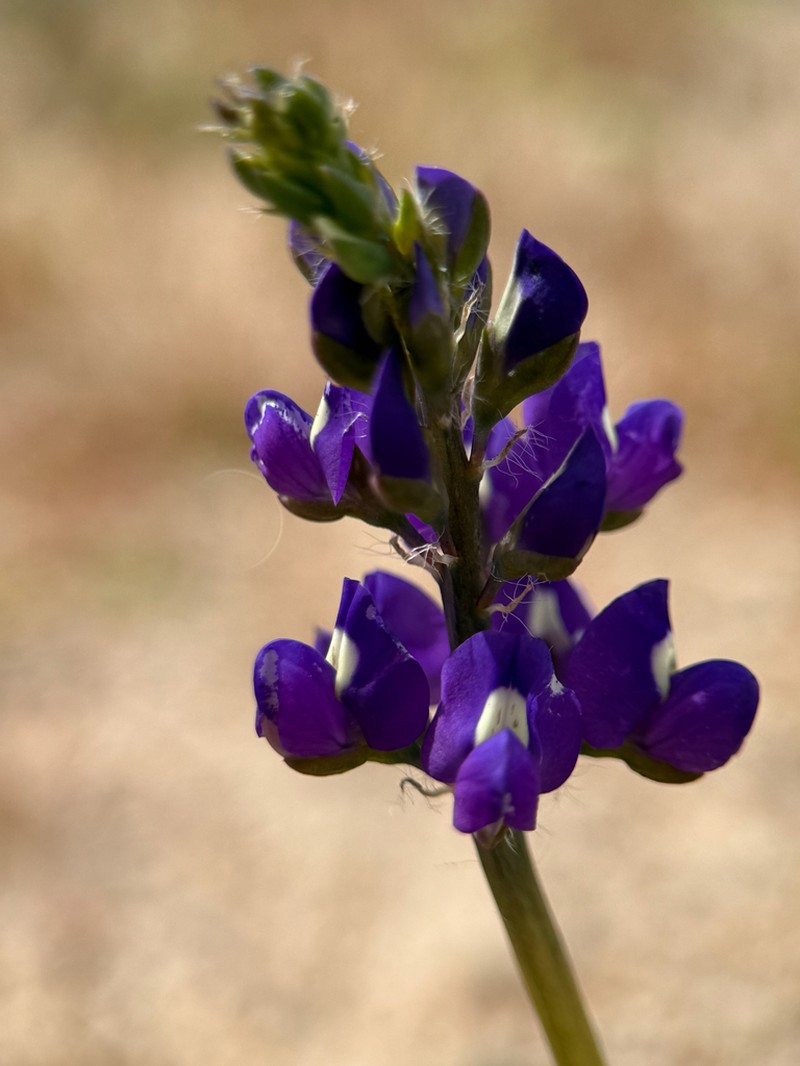 Mojave Lupine photo 8