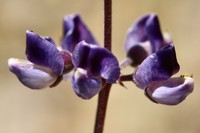 Plumas Lupine