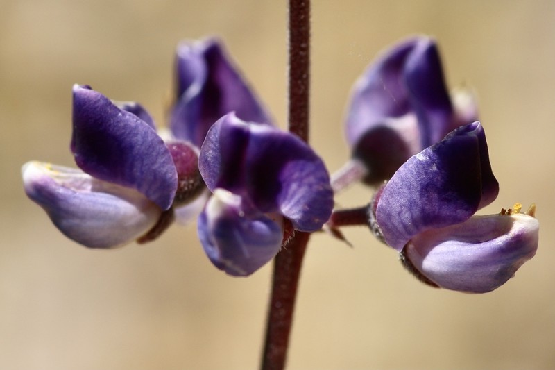 Plumas Lupine