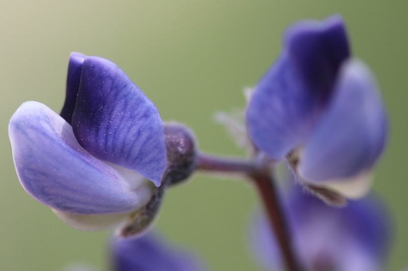 Plumas Lupine photo 2