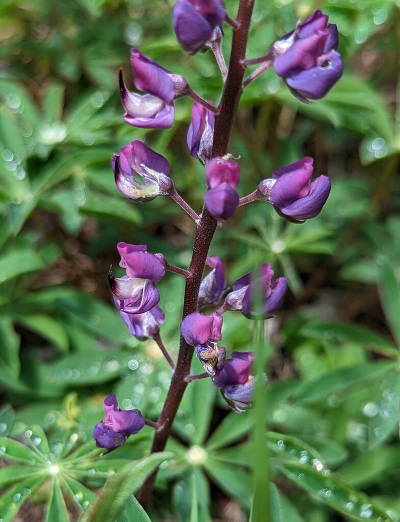 Plumas Lupine photo 3