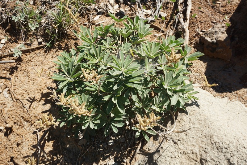 Plumas Lupine photo 4