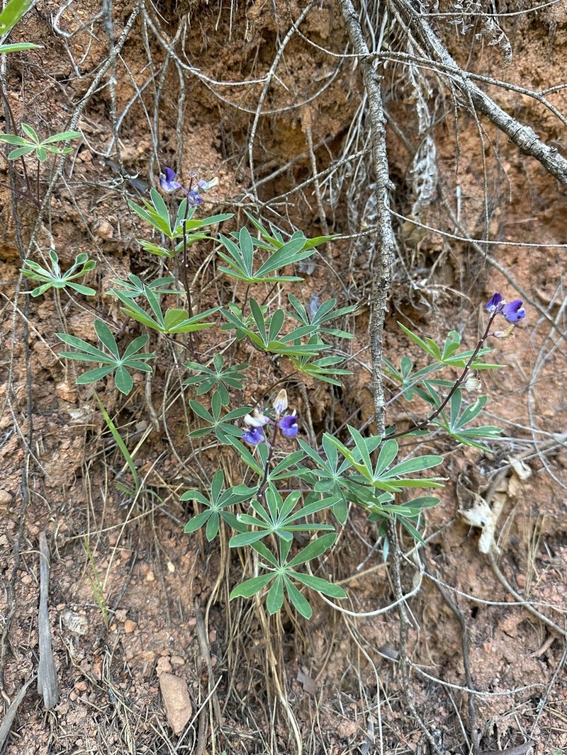 Plumas Lupine photo 5