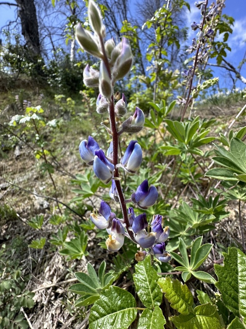 Plumas Lupine photo 6