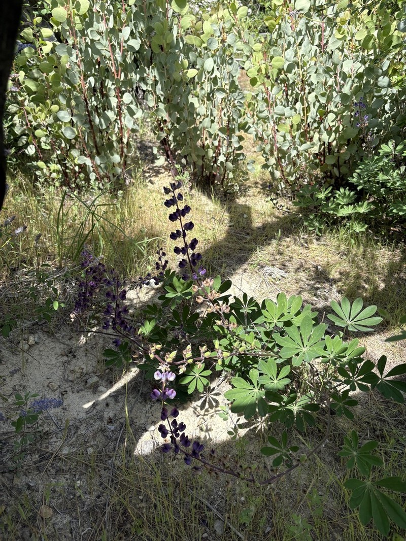 Plumas Lupine photo 7