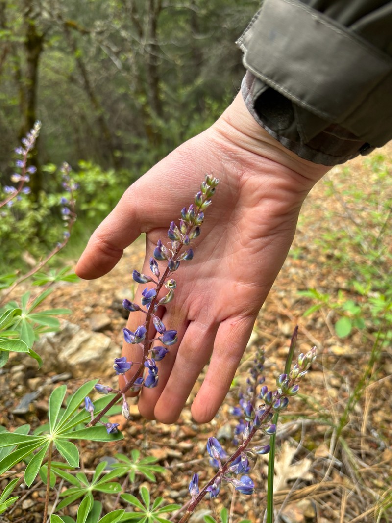 Plumas Lupine photo 8