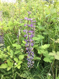 Oregon Lupine