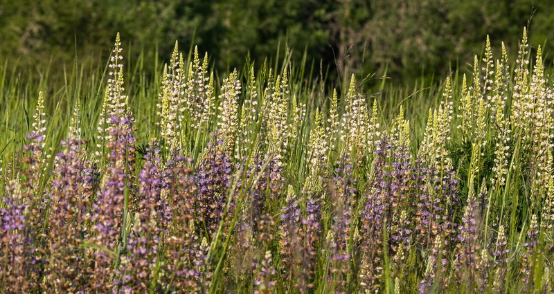Oregon Lupine photo 2