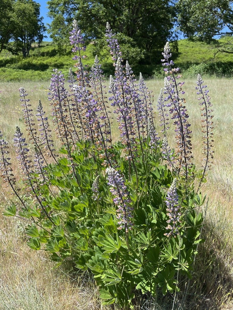 Oregon Lupine photo 3