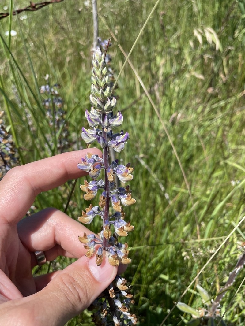 Oregon Lupine photo 4
