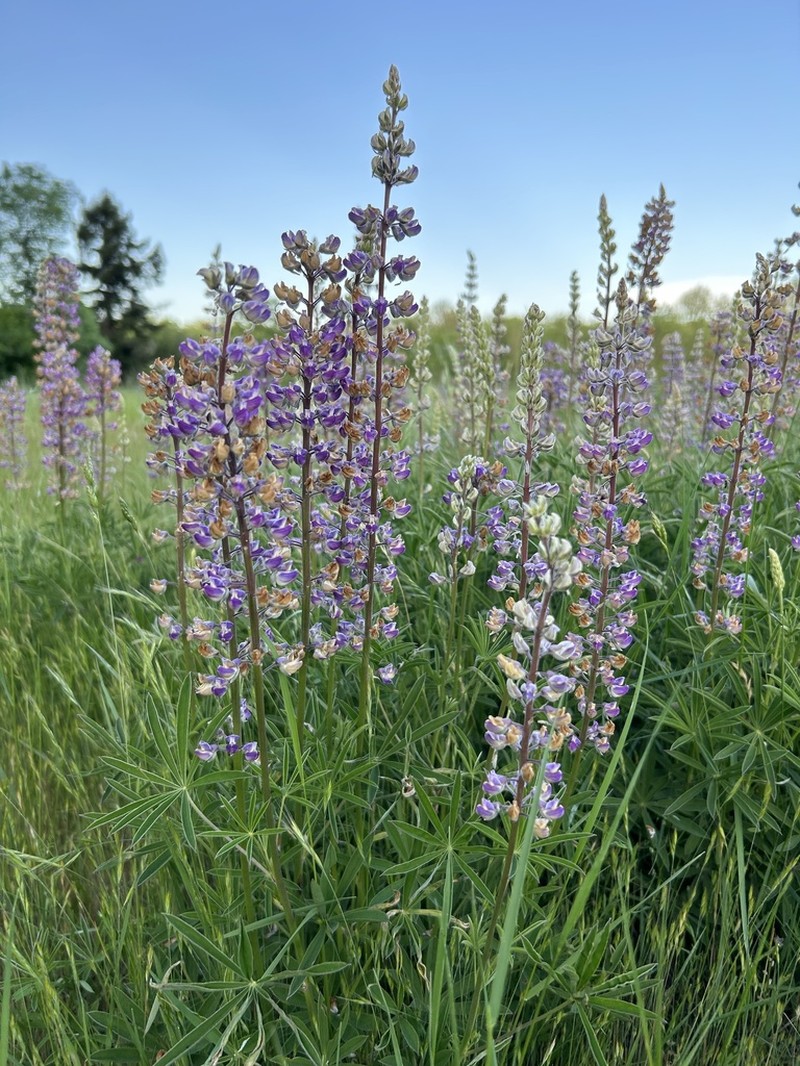 Oregon Lupine photo 5
