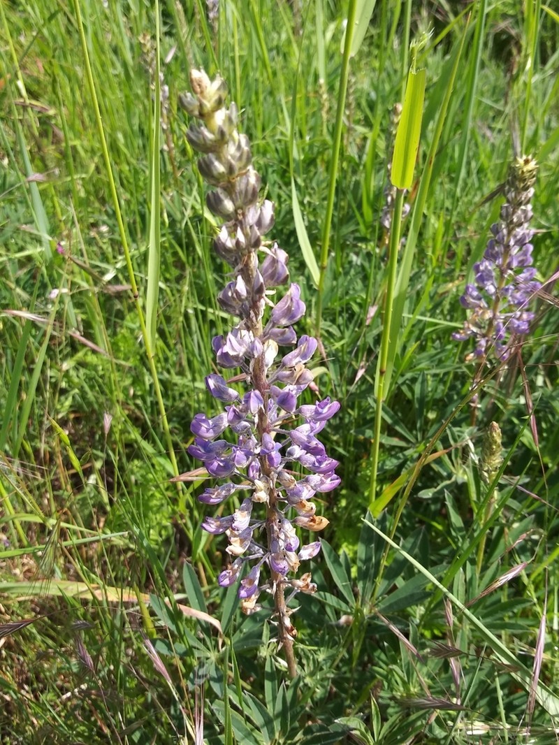 Oregon Lupine photo 6