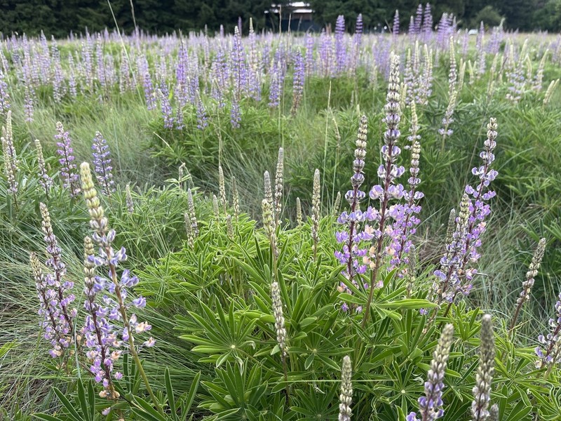 Oregon Lupine photo 7