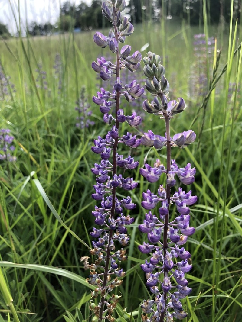 Oregon Lupine photo 8