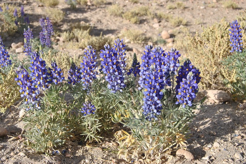 Lupinus oreophilus