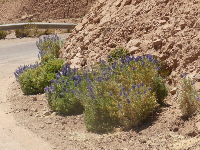 Lupinus oreophilus photo 2