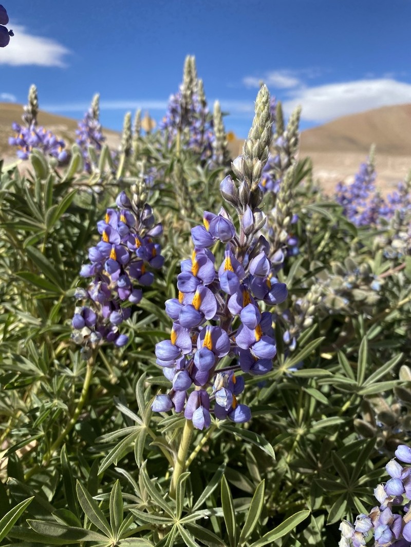 Lupinus oreophilus photo 3
