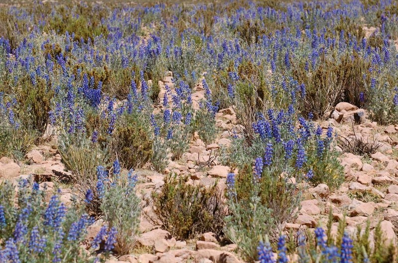 Lupinus oreophilus photo 4