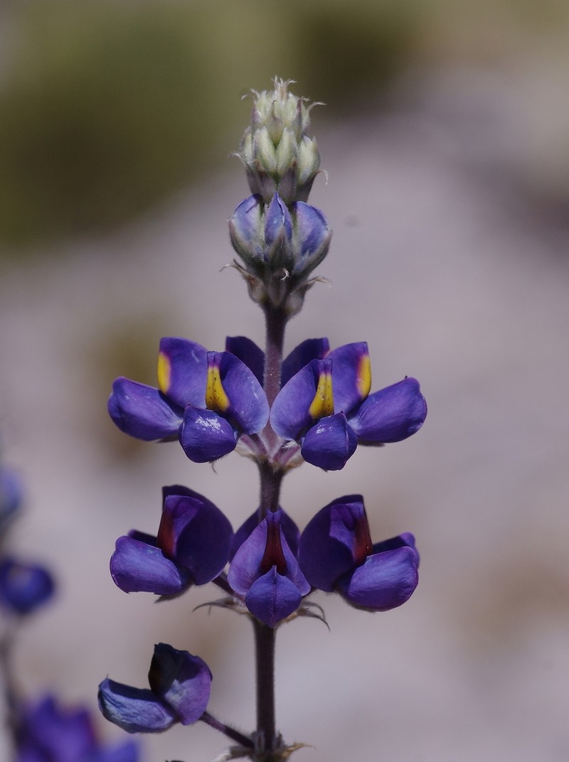 Lupinus oreophilus photo 5