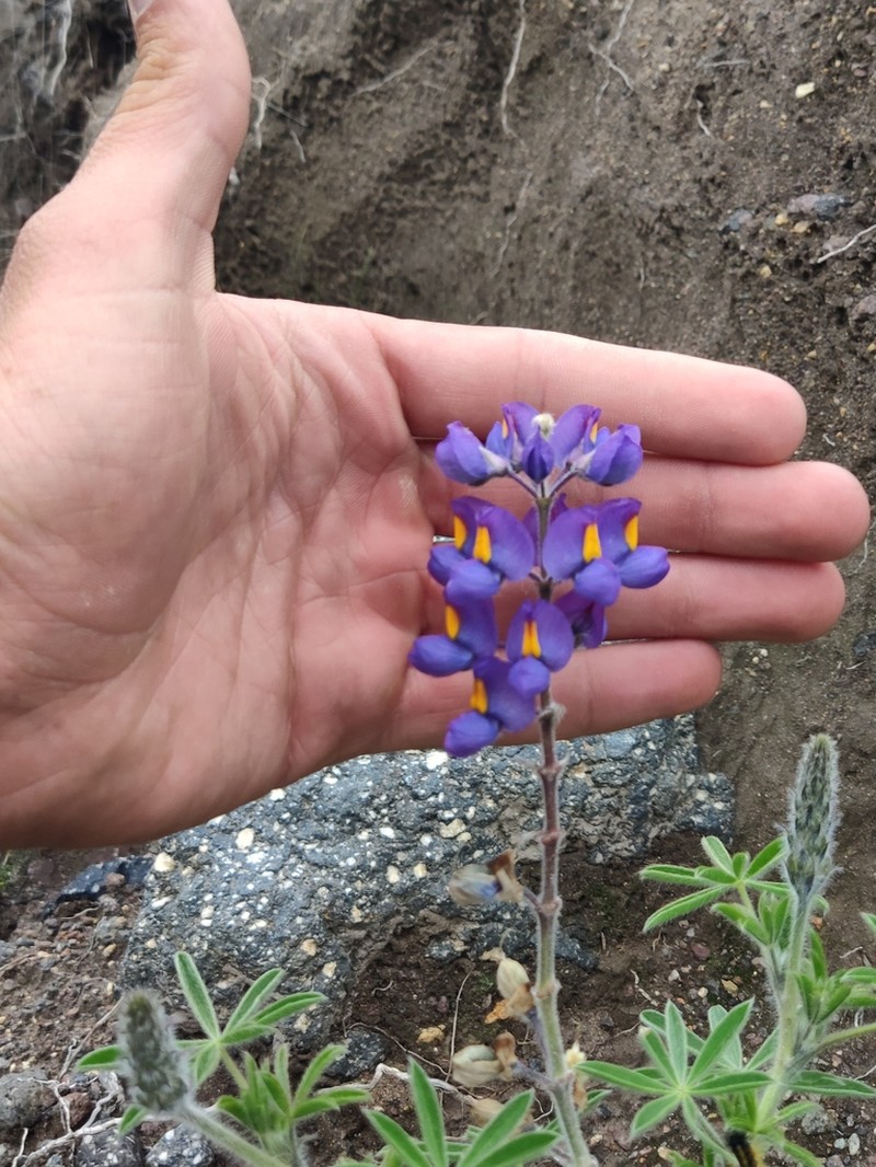 Lupinus oreophilus photo 6