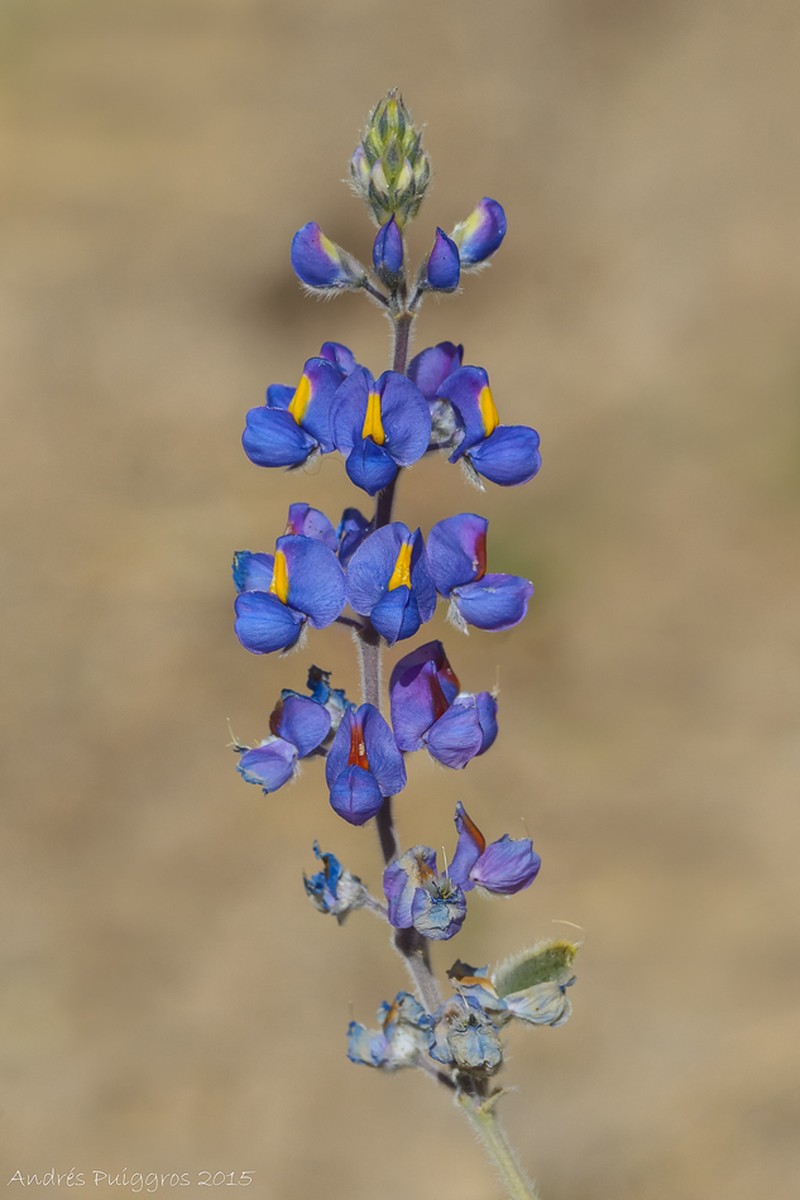 Lupinus oreophilus photo 7