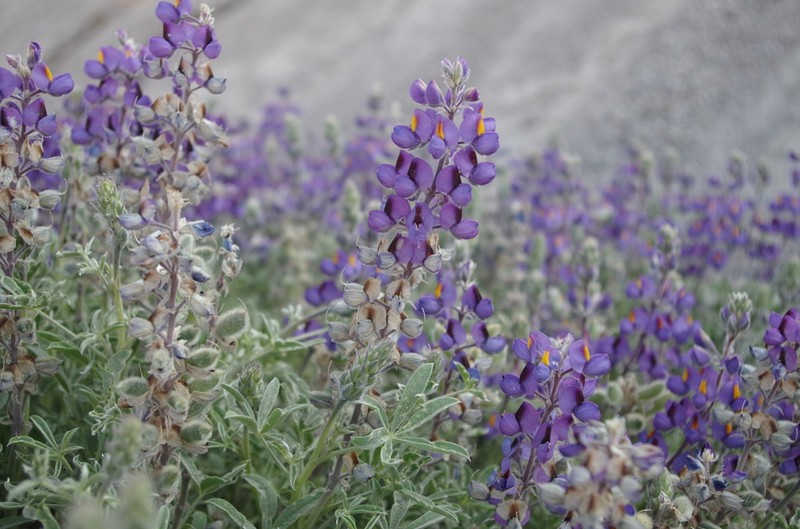 Lupinus oreophilus photo 8