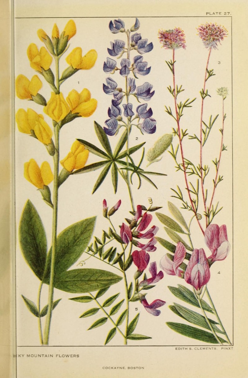 Ornate Lupine photo 2