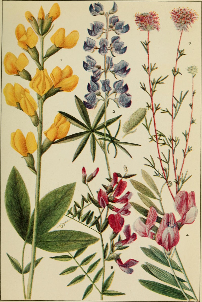 Ornate Lupine photo 3