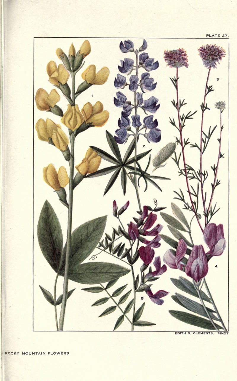 Ornate Lupine photo 4