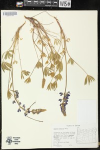 Ornate Lupine