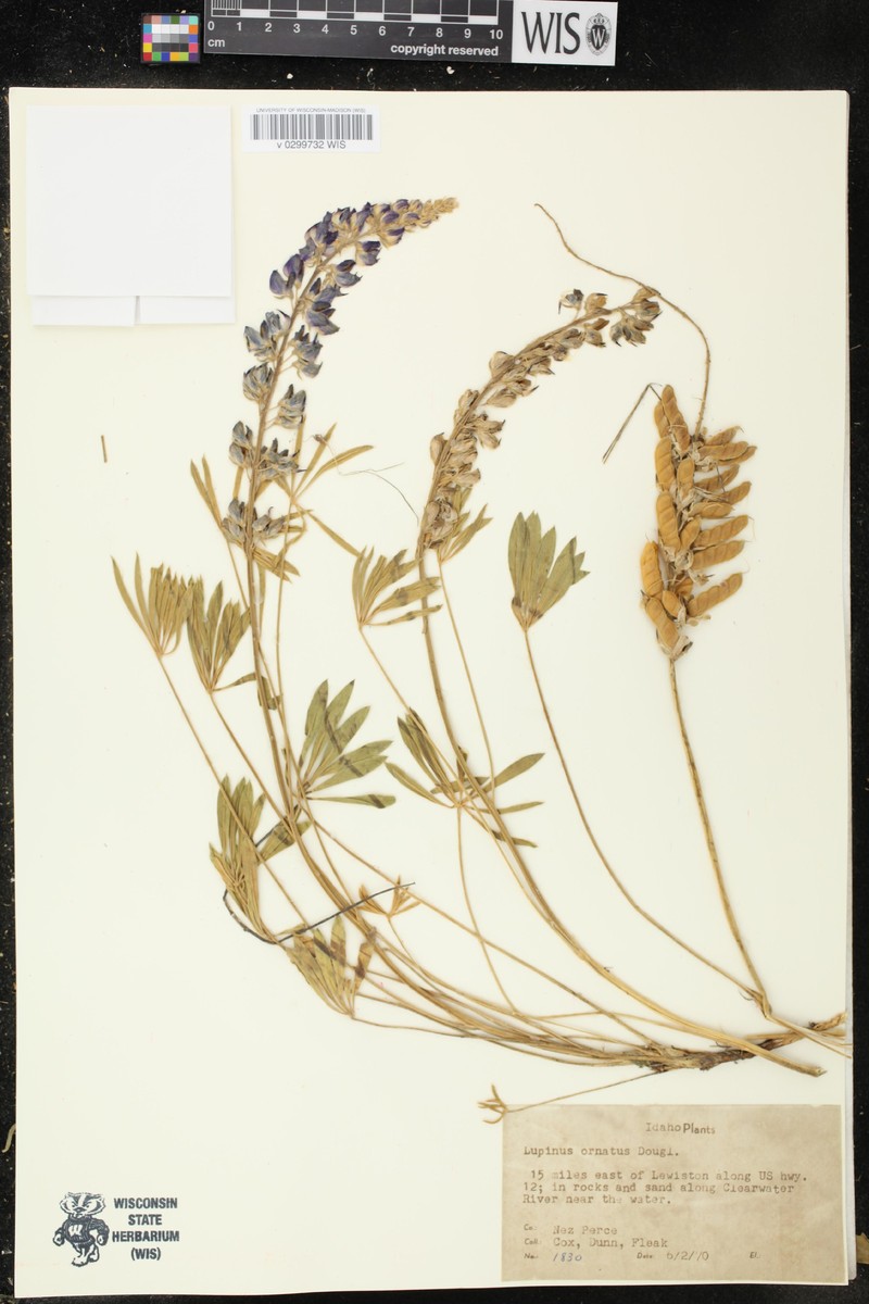 Ornate Lupine photo 3