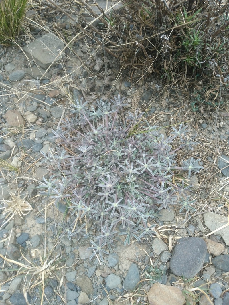 Lupinus otto-kuntzeanus