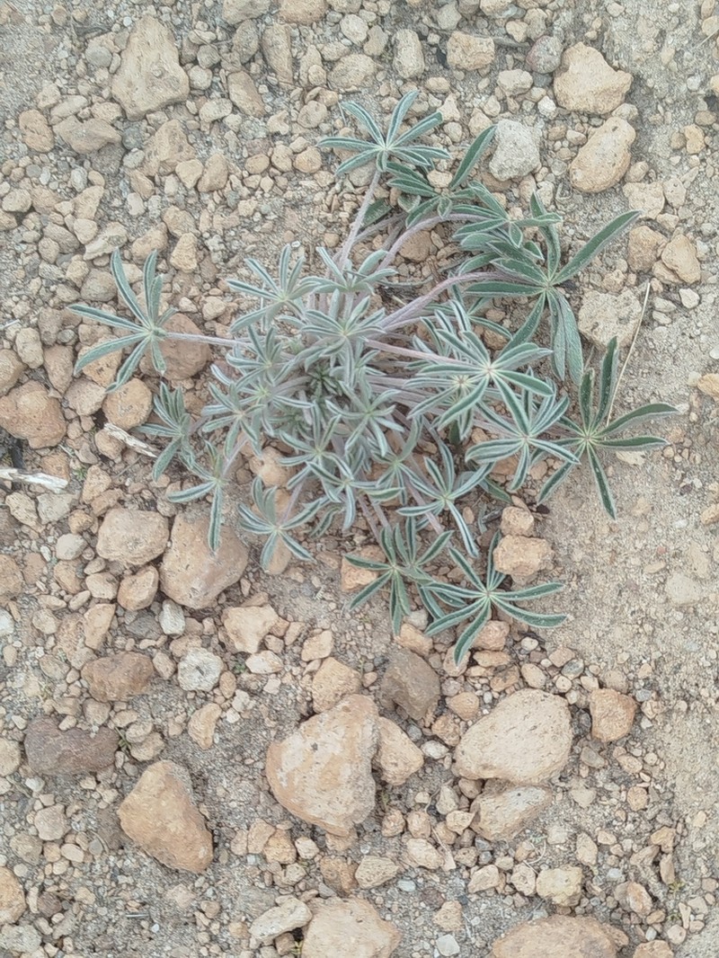Lupinus otto-kuntzeanus photo 3