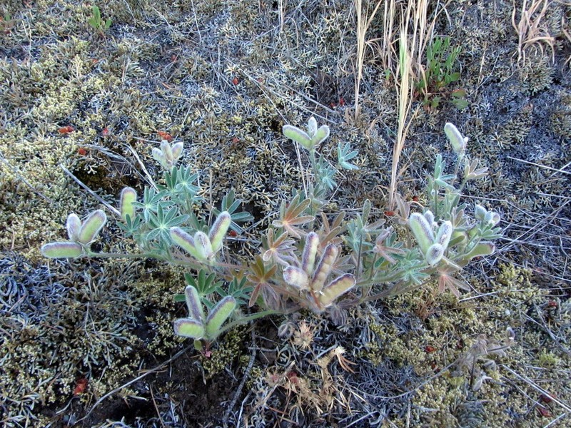 Mt. Diablo Lupine