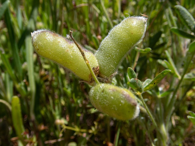Mt. Diablo Lupine photo 2