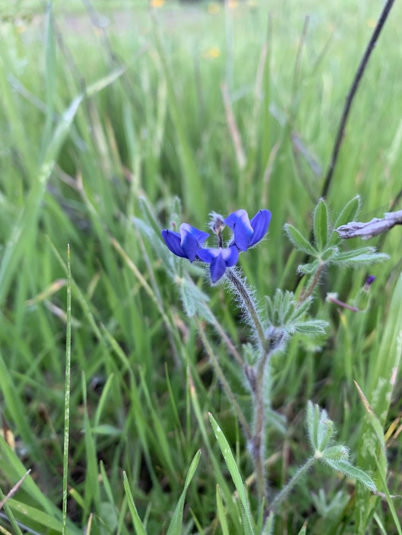 Mt. Diablo Lupine photo 3