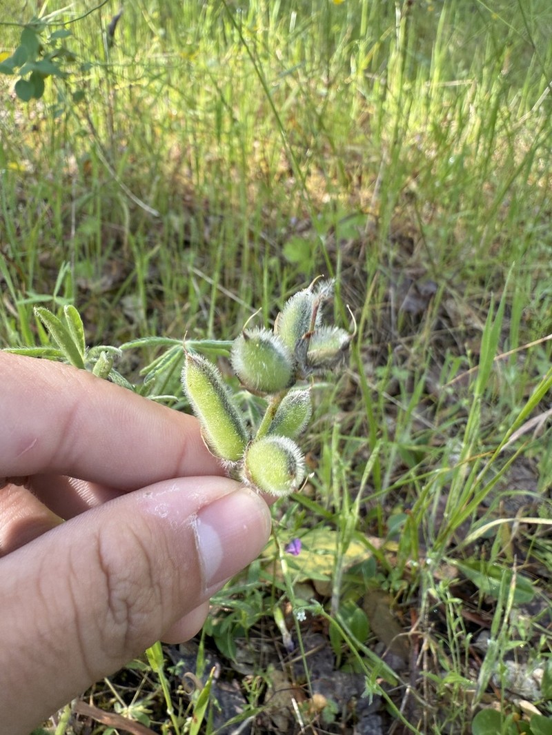Mt. Diablo Lupine photo 4