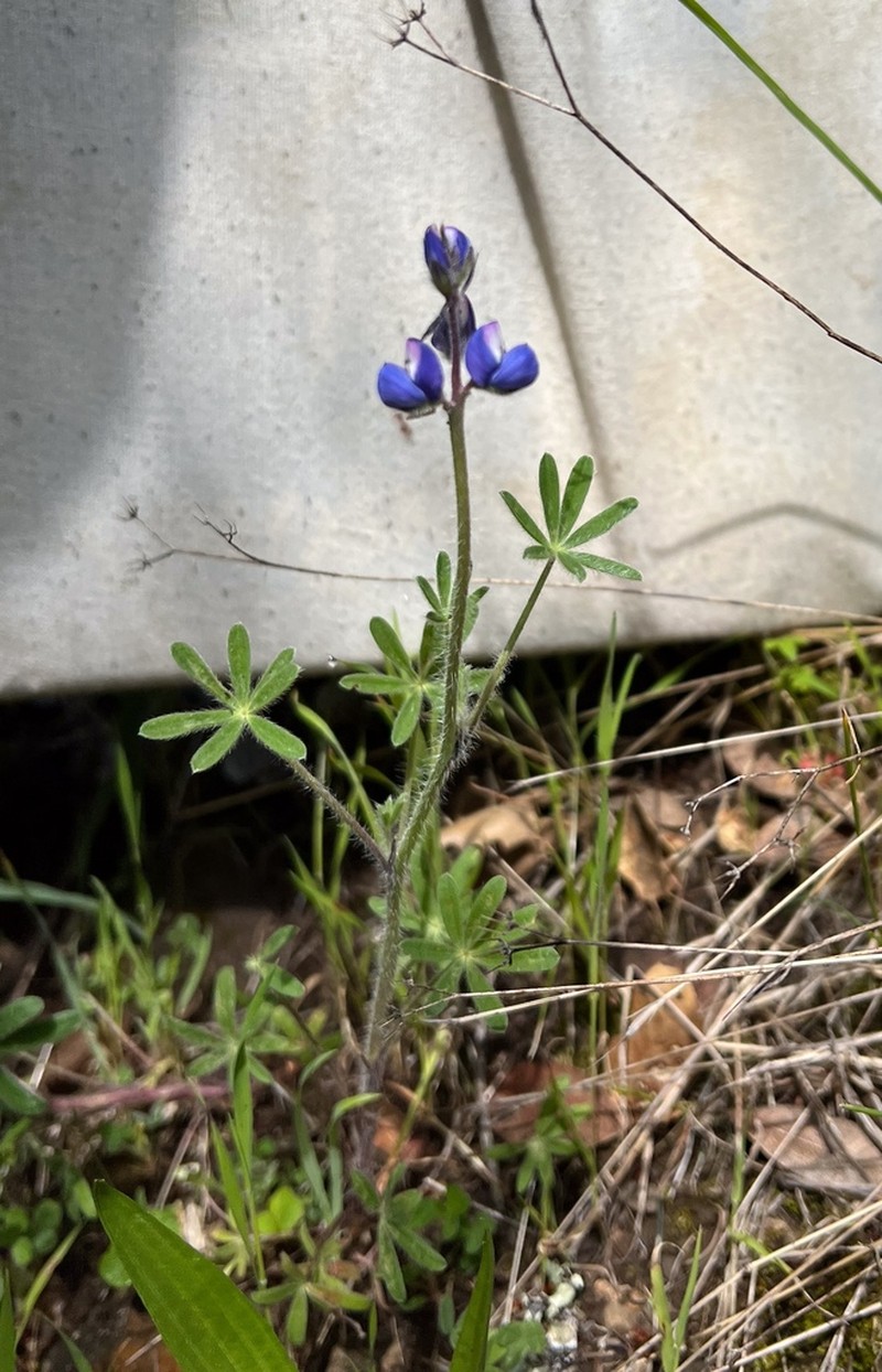 Mt. Diablo Lupine photo 5
