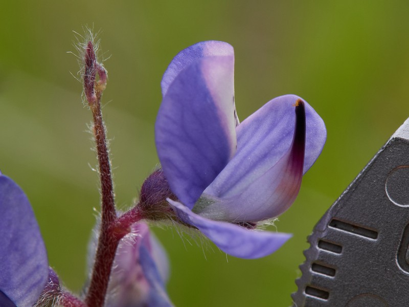 Mt. Diablo Lupine photo 6