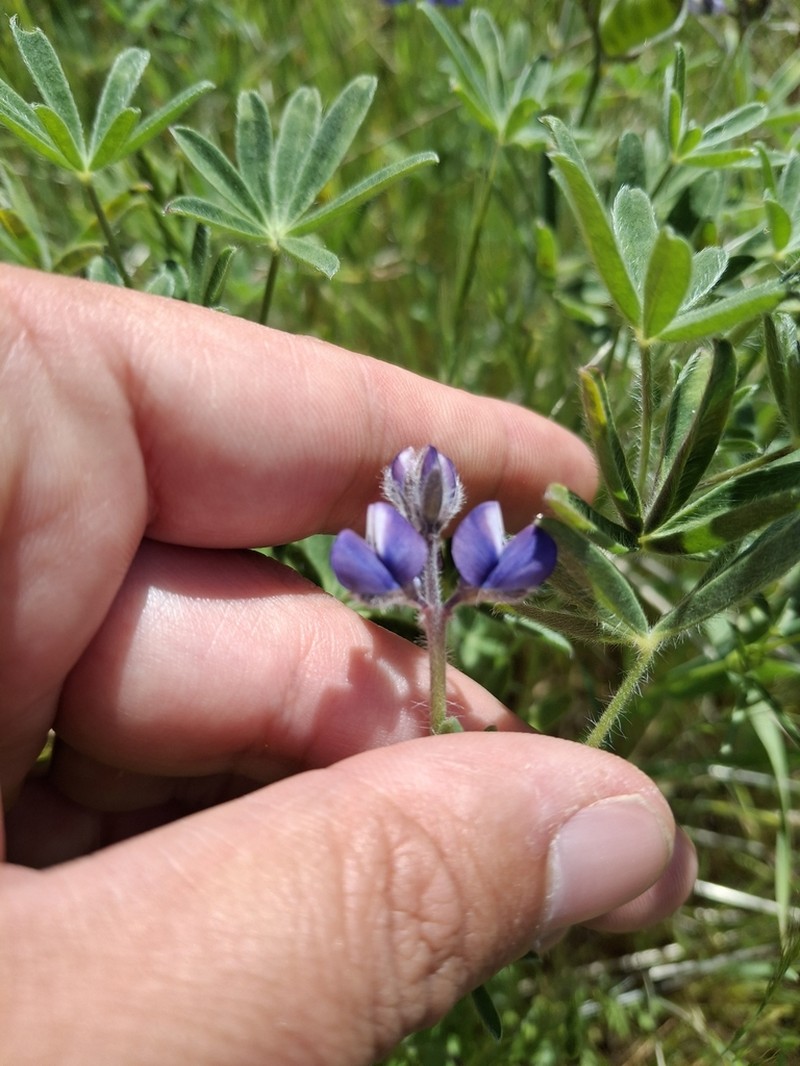 Mt. Diablo Lupine photo 7