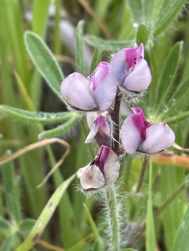 Mt. Diablo Lupine photo 8