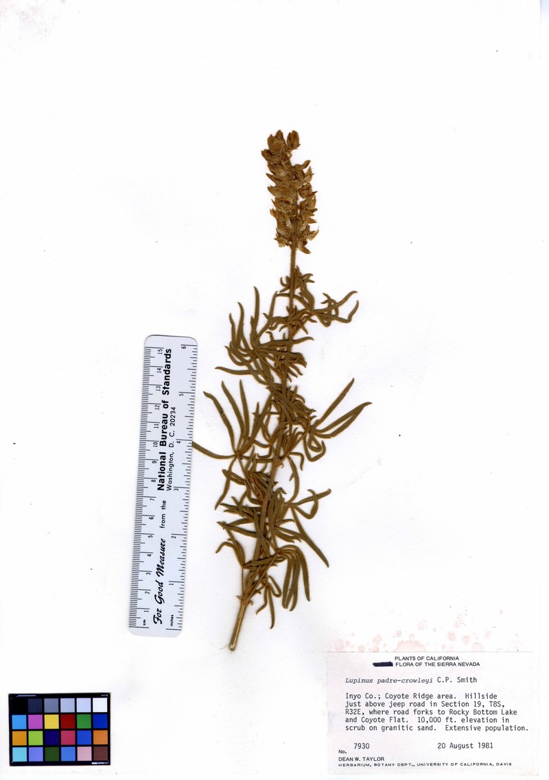 Dedecker Lupine photo 2