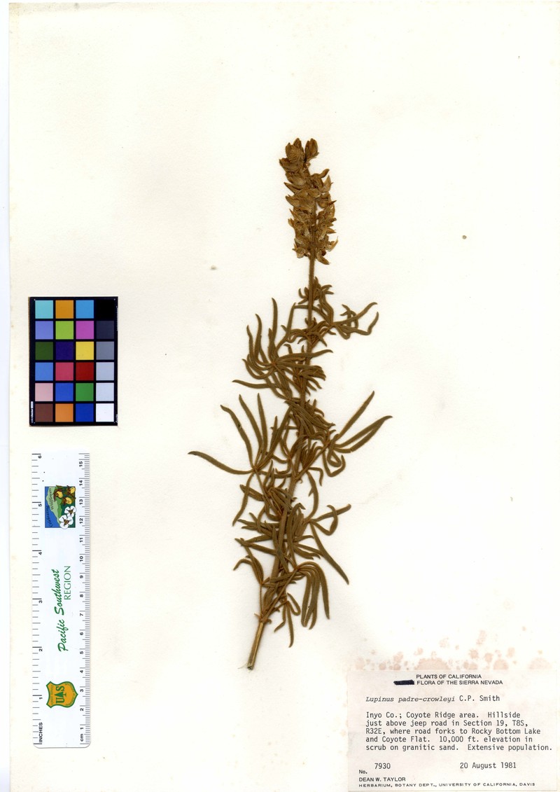 Dedecker Lupine photo 3