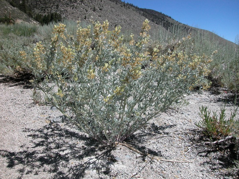 Dedecker Lupine photo 4