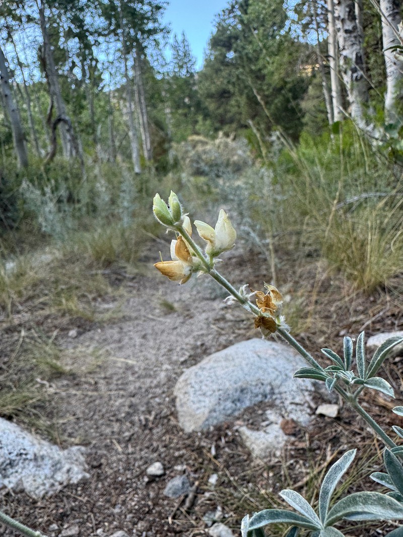 Dedecker Lupine