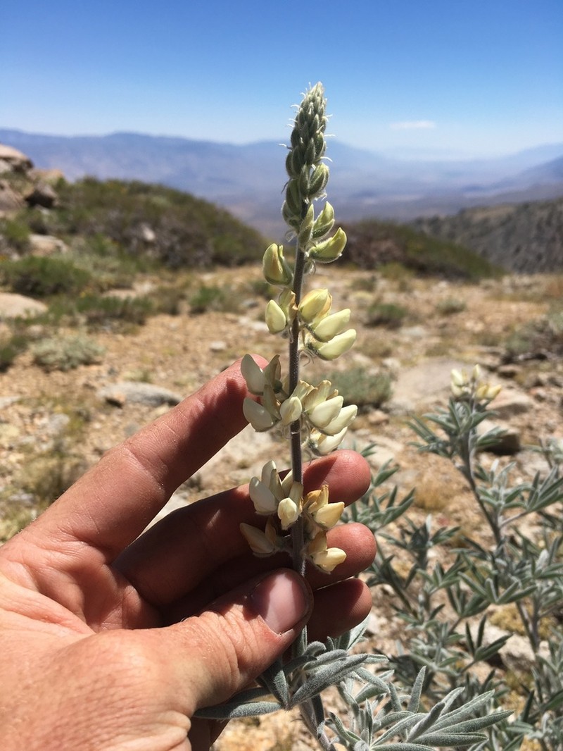Dedecker Lupine photo 2