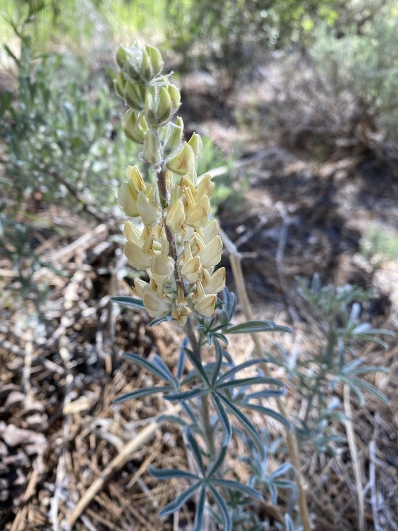 Dedecker Lupine photo 3