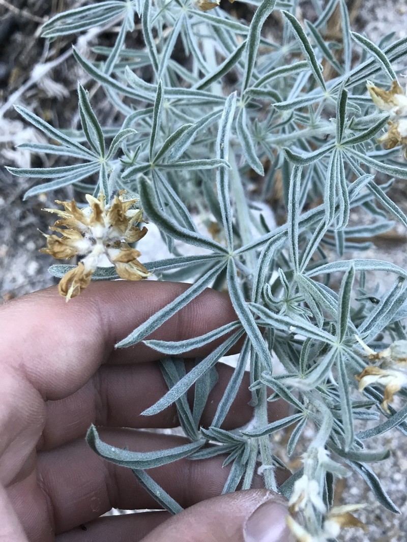 Dedecker Lupine photo 4