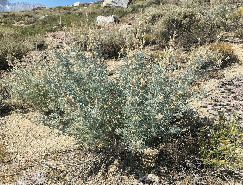 Dedecker Lupine photo 5