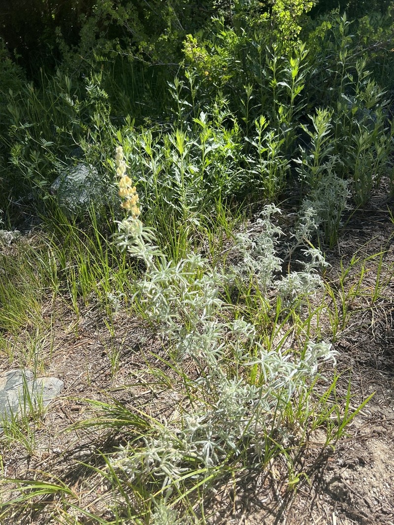 Dedecker Lupine photo 6